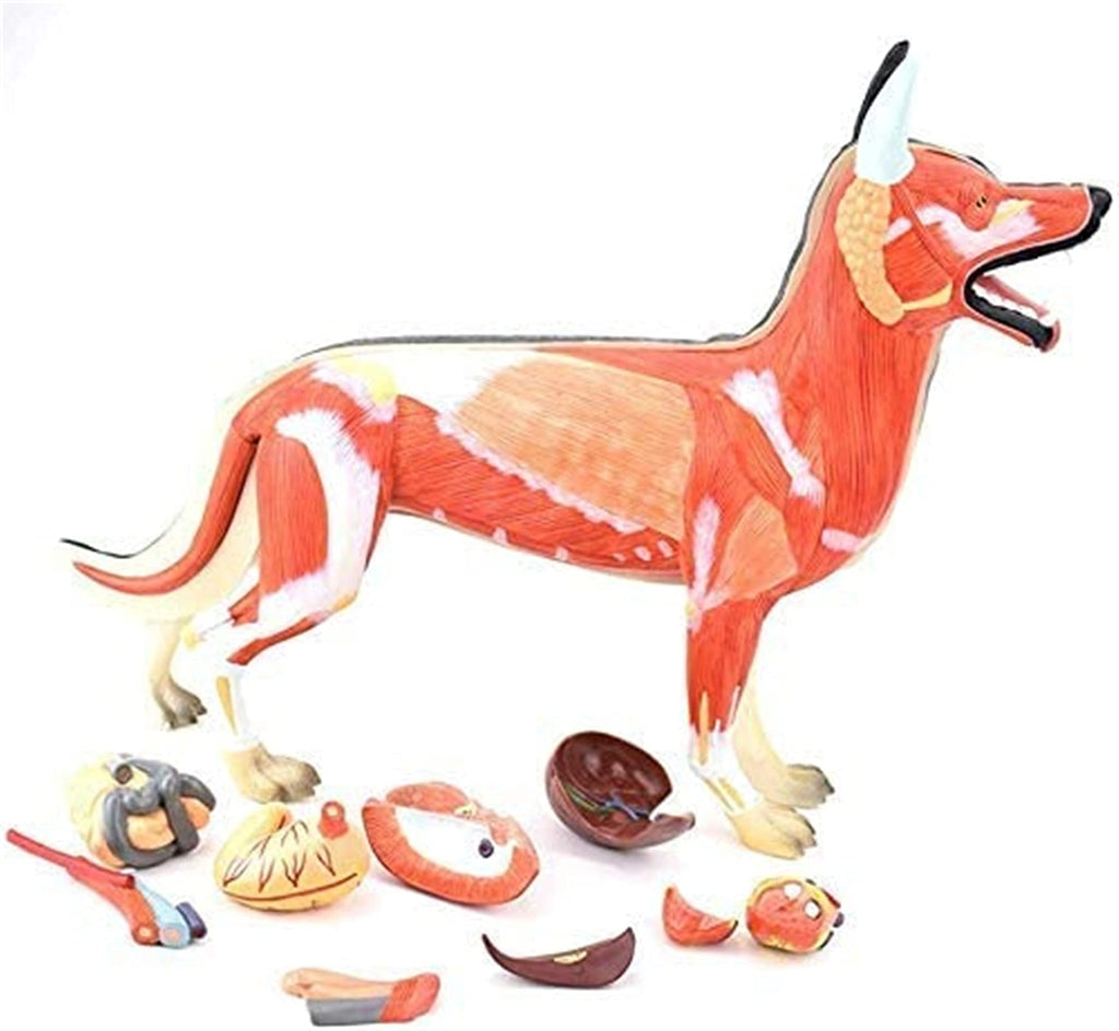 Anatomical Model Dog Organ Anatomy Model, Removable, 11-Piece, Digestive System, Respiratory System, System, Plastic, Animal Education, Model Skeleton Model