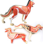 Anatomical Model Dog Organ Anatomy Model, Removable, 11-Piece, Digestive System, Respiratory System, System, Plastic, Animal Education, Model Skeleton Model