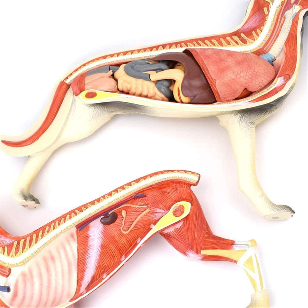 Anatomical Model Dog Organ Anatomy Model, Removable, 11-Piece, Digestive System, Respiratory System, System, Plastic, Animal Education, Model Skeleton Model