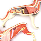 Anatomical Model Dog Organ Anatomy Model, Removable, 11-Piece, Digestive System, Respiratory System, System, Plastic, Animal Education, Model Skeleton Model